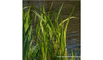 Gartenbaumschule Becker