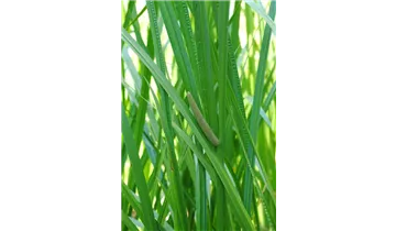 Gartenbaumschule Becker