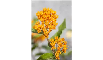 Gartenbaumschule Becker