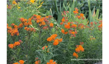 Gartenbaumschule Becker