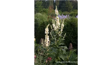 Gartenbaumschule Becker