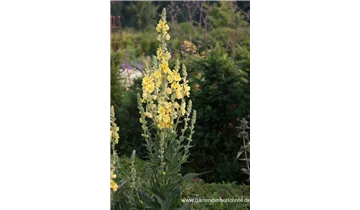 Gartenbaumschule Becker