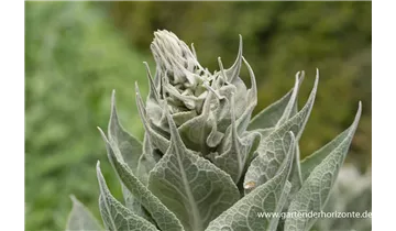 Gartenbaumschule Becker