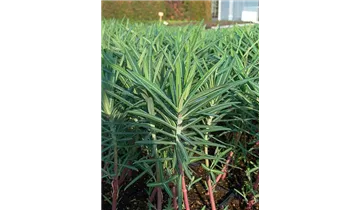 Gartenbaumschule Becker