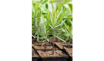 Gartenbaumschule Becker