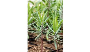 Gartenbaumschule Becker