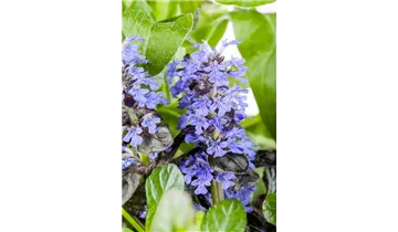 Gartenbaumschule Becker