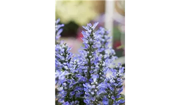 Gartenbaumschule Becker