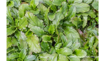 Gartenbaumschule Becker