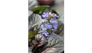 Gartenbaumschule Becker