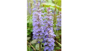 Gartenbaumschule Becker