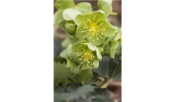 Gartenbaumschule Becker