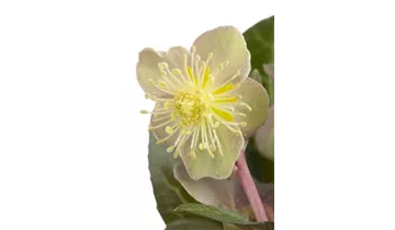 Gartenbaumschule Becker