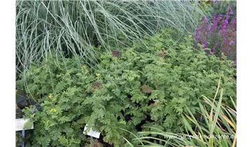 Gartenbaumschule Becker