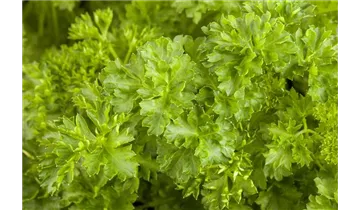 Gartenbaumschule Becker