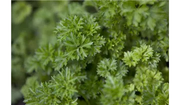 Gartenbaumschule Becker