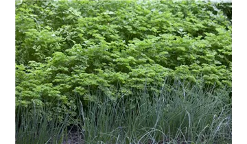 Gartenbaumschule Becker