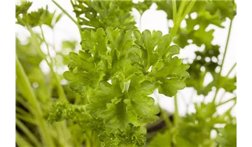 Gartenbaumschule Becker