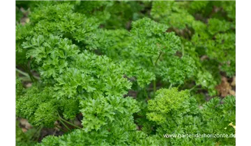 Gartenbaumschule Becker