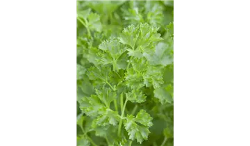 Gartenbaumschule Becker