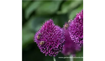 Gartenbaumschule Becker