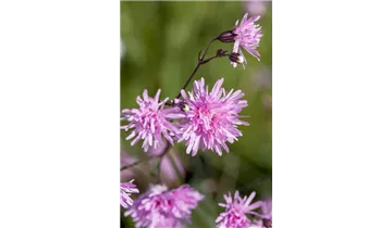 Gartenbaumschule Becker