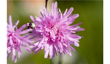 Gartenbaumschule Becker