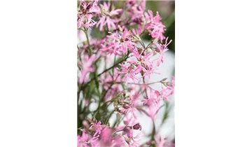 Gartenbaumschule Becker