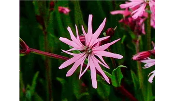 Gartenbaumschule Becker