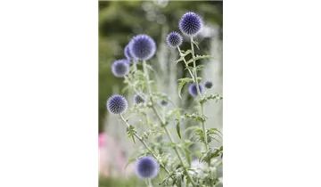 Gartenbaumschule Becker