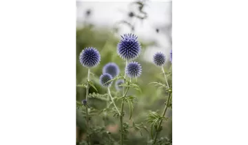 Gartenbaumschule Becker