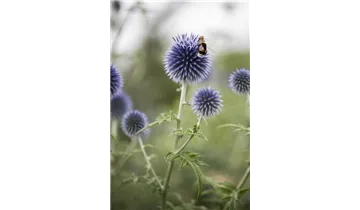 Gartenbaumschule Becker