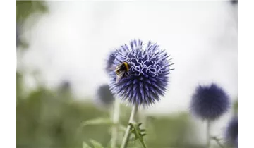 Gartenbaumschule Becker