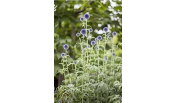 Gartenbaumschule Becker