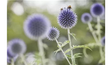 Gartenbaumschule Becker