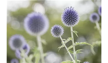 Gartenbaumschule Becker