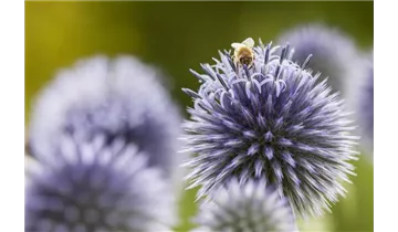 Gartenbaumschule Becker