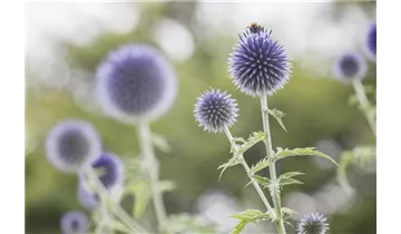 Gartenbaumschule Becker