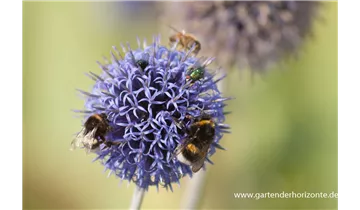 Gartenbaumschule Becker