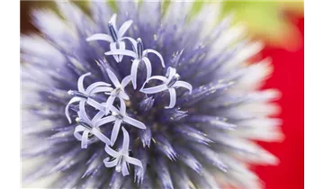 Gartenbaumschule Becker