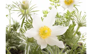 Gartenbaumschule Becker