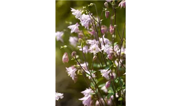 Gartenbaumschule Becker