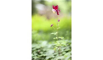 Gartenbaumschule Becker