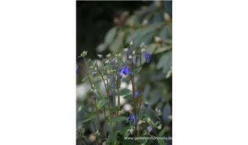 Gartenbaumschule Becker
