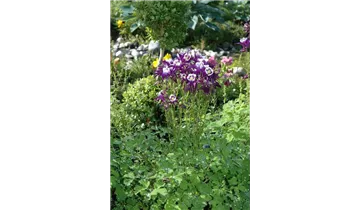 Gartenbaumschule Becker