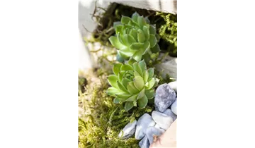 Gartenbaumschule Becker