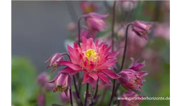 Gartenbaumschule Becker