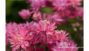 Gartenbaumschule Becker