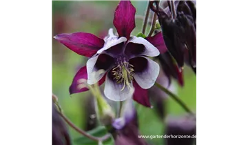 Gartenbaumschule Becker