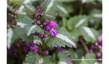 Gartenbaumschule Becker